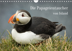 Die Papageientaucher von Island (Wandkalender 2023 DIN A4 quer) von Inxtagenumdiewelt