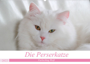 Die Perserkatze – Farbschlag Weiß (Wandkalender 2022 DIN A2 quer) von Klatt,  Arno