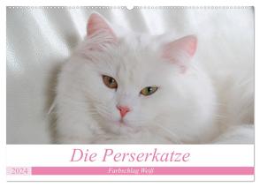 Die Perserkatze – Farbschlag Weiß (Wandkalender 2024 DIN A2 quer), CALVENDO Monatskalender von Klatt,  Arno