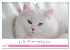 Die Perserkatze – Farbschlag Weiß (Wandkalender 2024 DIN A4 quer), CALVENDO Monatskalender von Klatt,  Arno