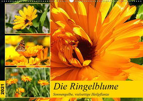 Die Ringelblume. Sonnengelbe, vielseitige Heilpflanze (Wandkalender 2021 DIN A2 quer) von Hurley,  Rose