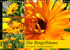 Die Ringelblume. Sonnengelbe, vielseitige Heilpflanze (Wandkalender 2022 DIN A4 quer) von Hurley,  Rose