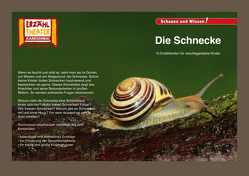 Die Schnecke / Kamishibai Bildkarten