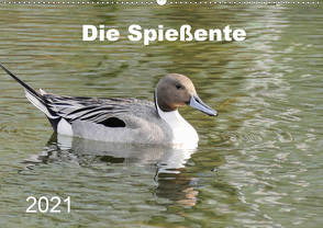 Die Spießente (Wandkalender 2021 DIN A2 quer) von Mahrhofer,  Verena