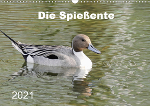 Die Spießente (Wandkalender 2021 DIN A3 quer) von Mahrhofer,  Verena