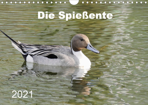 Die Spießente (Wandkalender 2021 DIN A4 quer) von Mahrhofer,  Verena