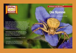 Die Spinne / Kamishibai Bildkarten