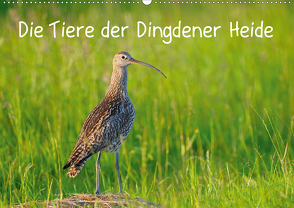 Die Tiere der Dingdener Heide (Wandkalender 2021 DIN A2 quer) von Wermter,  Christof