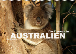 Die Tierwelt in Australien (Wandkalender 2022 DIN A2 quer) von Schickert,  Peter