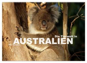 Die Tierwelt in Australien (Wandkalender 2024 DIN A2 quer), CALVENDO Monatskalender von Schickert,  Peter