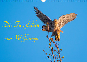 Die Turmfalken von Wolfsanger (Wandkalender 2023 DIN A3 quer) von Martin (GDT),  Wilfried