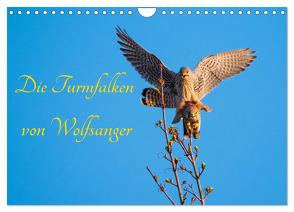 Die Turmfalken von Wolfsanger (Wandkalender 2024 DIN A4 quer), CALVENDO Monatskalender von Martin (GDT),  Wilfried