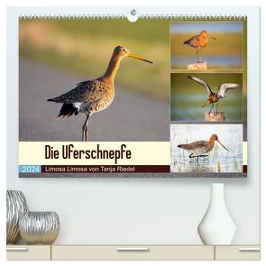 Die Uferschnepfe Limosa limosa (hochwertiger Premium Wandkalender 2024 DIN A2 quer), Kunstdruck in Hochglanz von Riedel,  Tanja