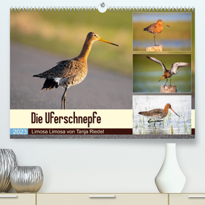 Die Uferschnepfe Limosa limosa (Premium, hochwertiger DIN A2 Wandkalender 2023, Kunstdruck in Hochglanz) von Riedel,  Tanja