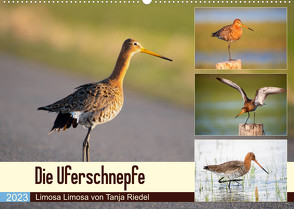 Die Uferschnepfe Limosa limosa (Wandkalender 2023 DIN A2 quer) von Riedel,  Tanja