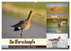 Die Uferschnepfe Limosa limosa (Wandkalender 2024 DIN A2 quer), CALVENDO Monatskalender von Riedel,  Tanja