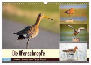 Die Uferschnepfe Limosa limosa (Wandkalender 2024 DIN A3 quer), CALVENDO Monatskalender von Riedel,  Tanja