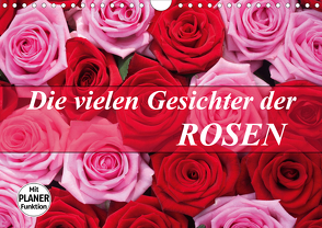 Die vielen Gesichter der Rosen (Wandkalender 2021 DIN A4 quer) von Kruse,  Gisela