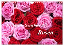 Die vielen Gesichter der Rosen (Wandkalender 2024 DIN A4 quer), CALVENDO Monatskalender von Kruse,  Gisela