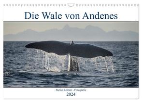 Die Wale von Andenes (Wandkalender 2024 DIN A3 quer), CALVENDO Monatskalender von Leimer,  Stefan