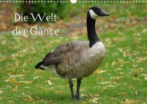 Die Welt der Gänse (Posterbuch DIN A3 quer) von Kattobello,  k.A.