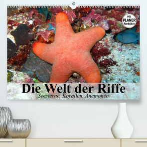 Die Welt der Riffe. Seesterne, Korallen, Anemonen (Premium, hochwertiger DIN A2 Wandkalender 2023, Kunstdruck in Hochglanz) von Stanzer,  Elisabeth