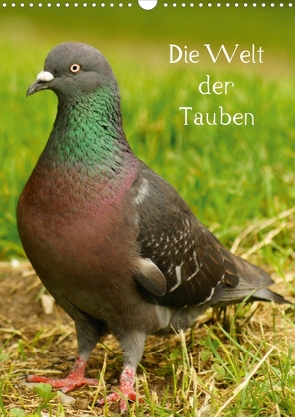 Die Welt der Tauben (Posterbuch DIN A3 hoch) von kattobello