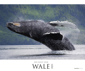 Die Welt der Wale 2021 – Bild-Kalender XXL 60×50 cm – Whales – Tier-Kalender – Natur – Wand-Kalender – Alpha Edition