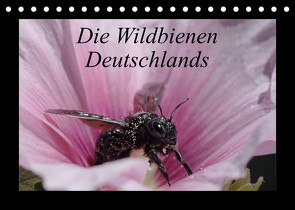 Die Wildbienen Deutschlands (Tischkalender 2023 DIN A5 quer) von Everaars,  Jeroen