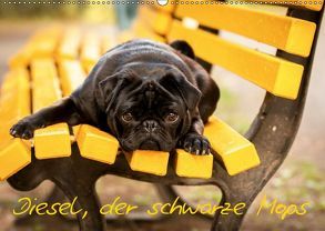 Diesel, der schwarze Mops (Wandkalender 2019 DIN A2 quer) von FotosVonMaja