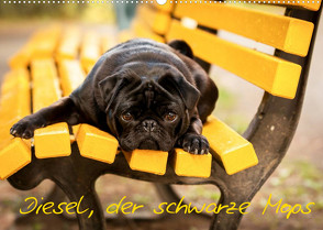 Diesel, der schwarze Mops (Wandkalender 2022 DIN A2 quer) von FotosVonMaja