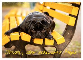 Diesel, der schwarze Mops (Wandkalender 2024 DIN A3 quer), CALVENDO Monatskalender von FotosVonMaja,  FotosVonMaja