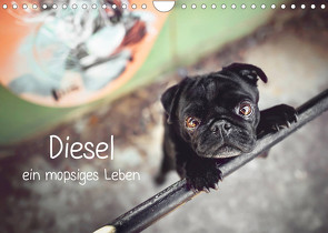 Diesel – ein mopsiges Leben (Wandkalender 2023 DIN A4 quer) von Wobith Photography - FotosVonMaja,  Sabrina