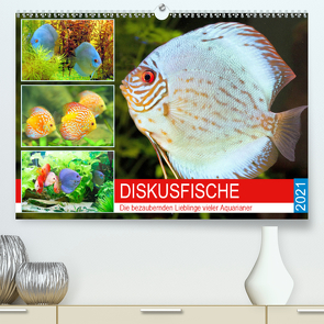 Diskusfische. Die bezaubernden Lieblinge vieler Aquarianer (Premium, hochwertiger DIN A2 Wandkalender 2021, Kunstdruck in Hochglanz) von Hurley,  Rose