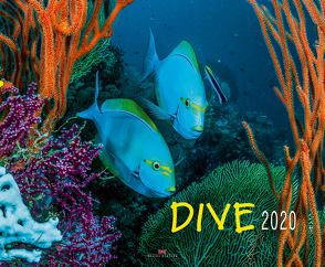 Dive 2020