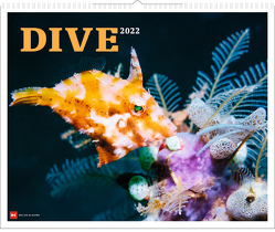 Dive 2022