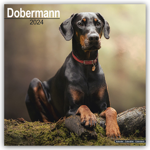 Dobermann 2024 – 16-Monatskalender