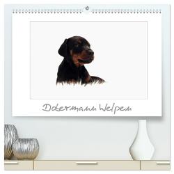 Dobermann Welpen (hochwertiger Premium Wandkalender 2024 DIN A2 quer), Kunstdruck in Hochglanz von - Nicole Hahn,  nh-pawpixx.com