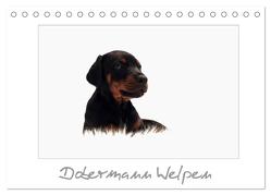 Dobermann Welpen (Tischkalender 2024 DIN A5 quer), CALVENDO Monatskalender von - Nicole Hahn,  nh-pawpixx.com