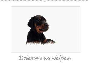 Dobermann Welpen (Wandkalender 2021 DIN A2 quer) von - Nicole Hahn,  nh-pawpixx.com