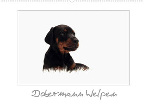 Dobermann Welpen (Wandkalender 2022 DIN A2 quer) von - Nicole Hahn,  nh-pawpixx.com