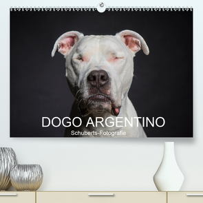 DOGO ARGENTINO (Premium, hochwertiger DIN A2 Wandkalender 2021, Kunstdruck in Hochglanz) von Schuberts-Fotografie