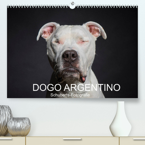 DOGO ARGENTINO (Premium, hochwertiger DIN A2 Wandkalender 2022, Kunstdruck in Hochglanz) von Schuberts-Fotografie