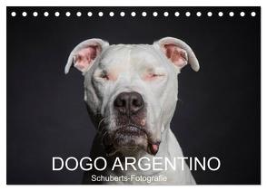 DOGO ARGENTINO (Tischkalender 2024 DIN A5 quer), CALVENDO Monatskalender von Schuberts-Fotografie,  Schuberts-Fotografie