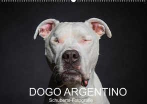 DOGO ARGENTINO (Wandkalender 2022 DIN A2 quer) von Schuberts-Fotografie