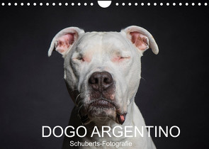 DOGO ARGENTINO (Wandkalender 2022 DIN A4 quer) von Schuberts-Fotografie