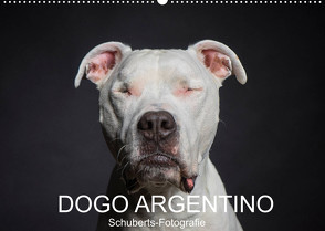 DOGO ARGENTINO (Wandkalender 2023 DIN A2 quer) von Schuberts-Fotografie