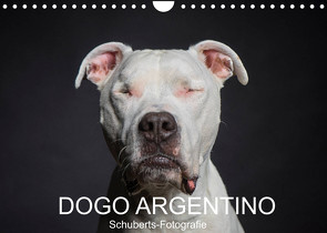 DOGO ARGENTINO (Wandkalender 2023 DIN A4 quer) von Schuberts-Fotografie