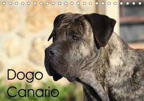 Dogo Canario (Tischkalender 2021 DIN A5 quer) von Wobst,  Petra