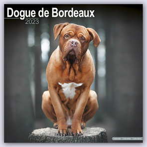 Dogue de Bordeaux – Bordeauxdoggen 2023 – 16-Monatskalender